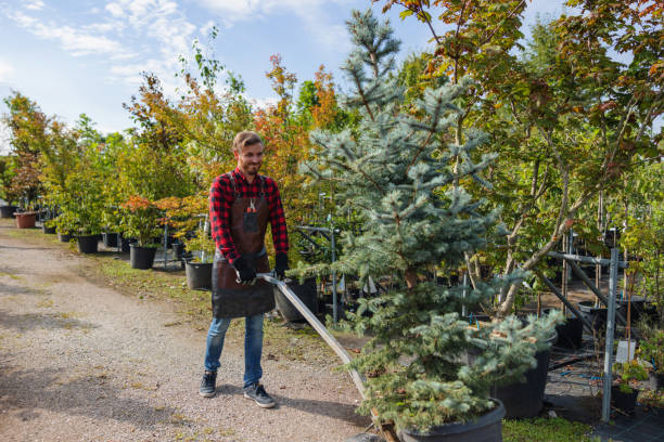 Best Root Management and Removal  in Modesto, CA